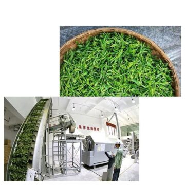 Dây Chuyền Sản Xuất Trà Xanh