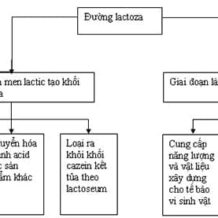 quy trinh san xuat pho mat
